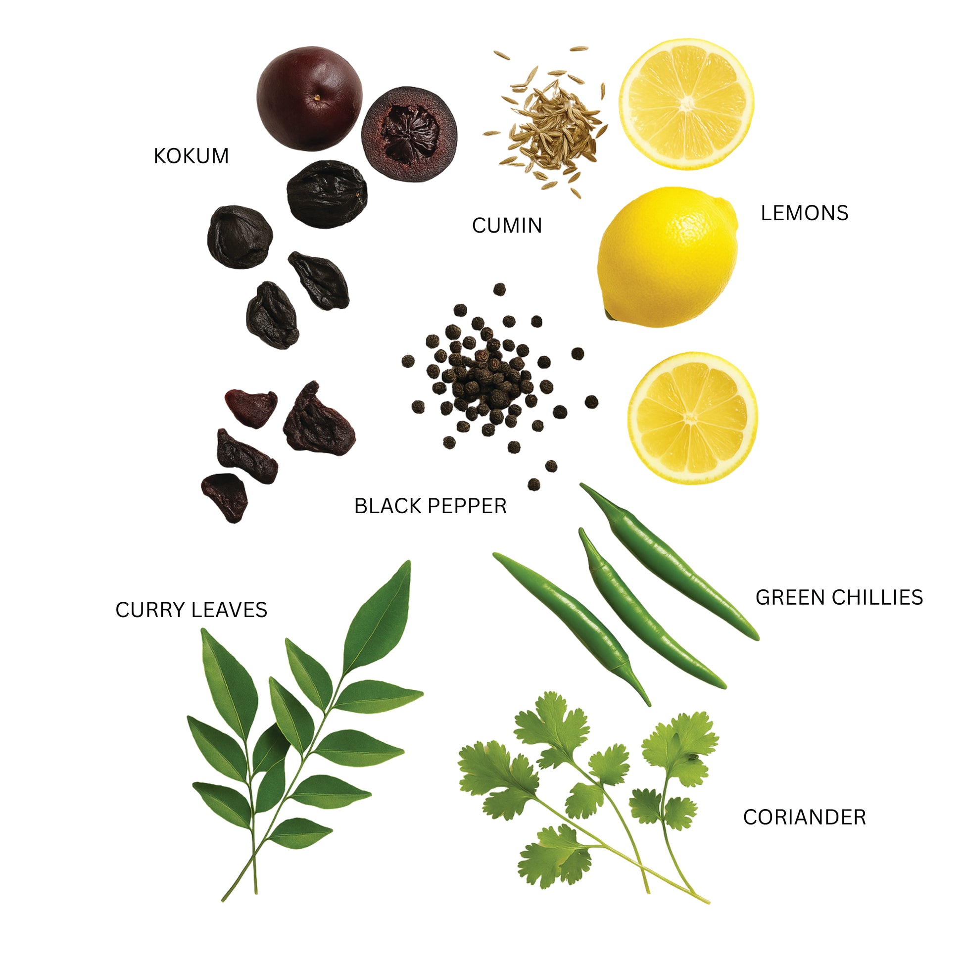 Illustration of various spices and ingredients including kokum, cumin, lemons, black pepper, curry leaves, green chillies, and coriander on a white background. ingredients zenya kokum pepper drink