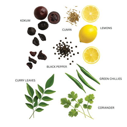 Illustration of various spices and ingredients including kokum, cumin, lemons, black pepper, curry leaves, green chillies, and coriander on a white background. ingredients zenya kokum pepper drink