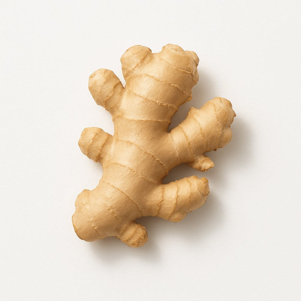 Fresh ginger root on a light gray background
