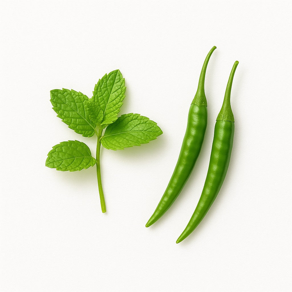 Two green chili and a sprig of mint on a white background