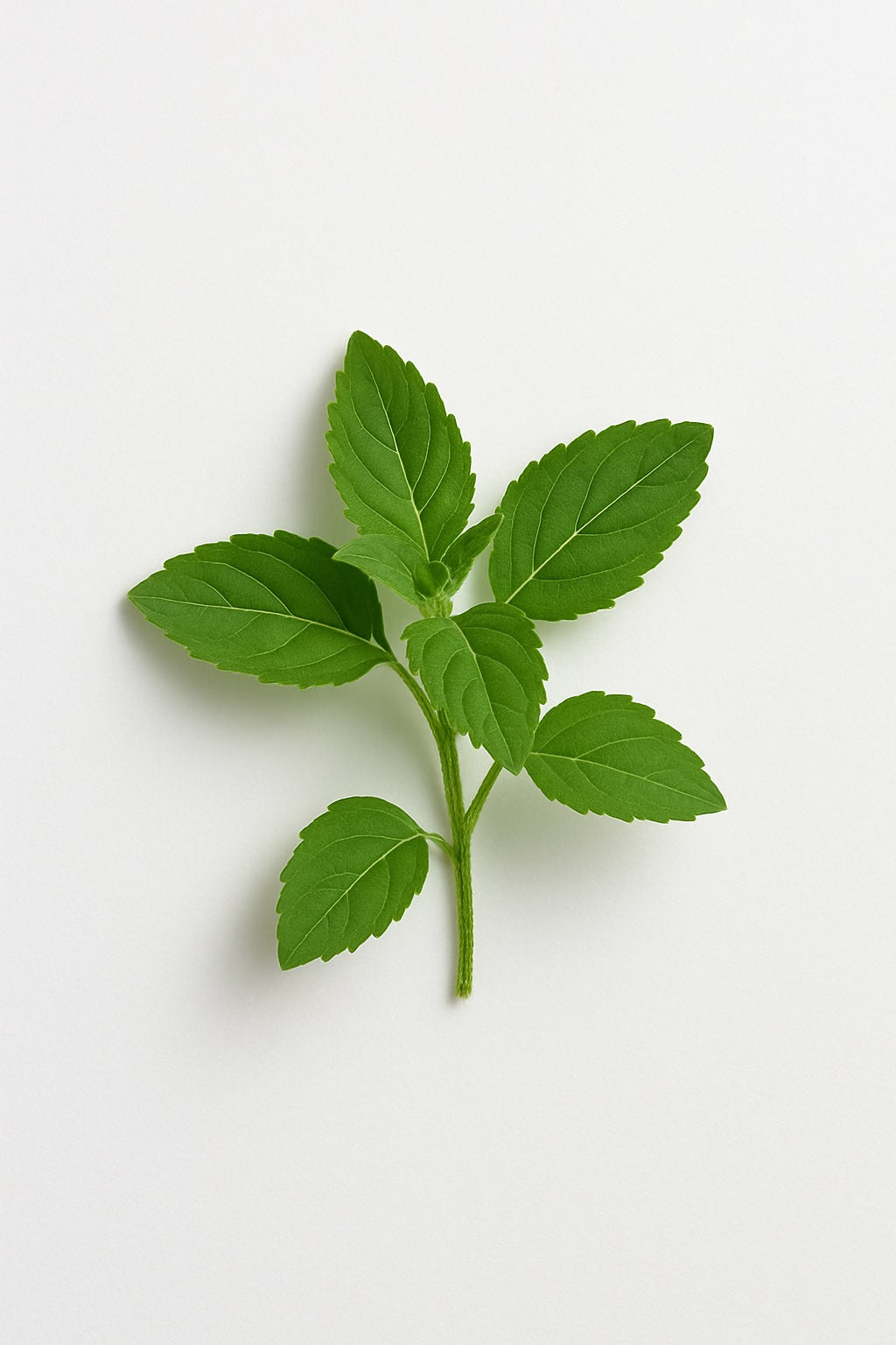 Green leafy herb tulsi on a white background